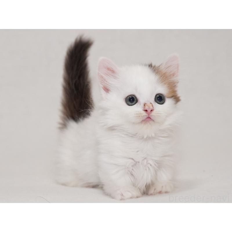 販売中の東京都のマンチカン(短足)-133723の17枚目