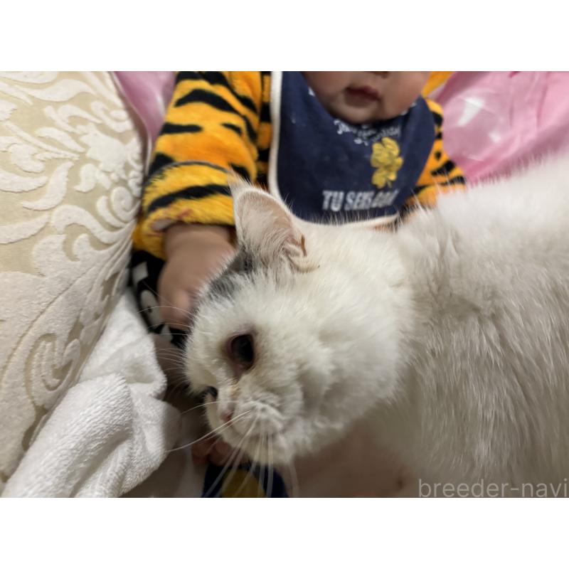 販売中の大阪府のミヌエット-118234の6枚目