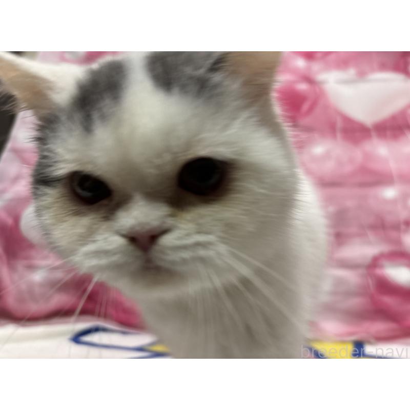 販売中の大阪府のミヌエット-118234の5枚目