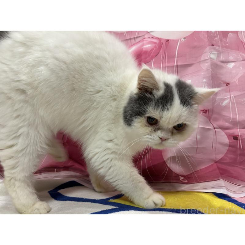 販売中の大阪府のミヌエット-118234の4枚目