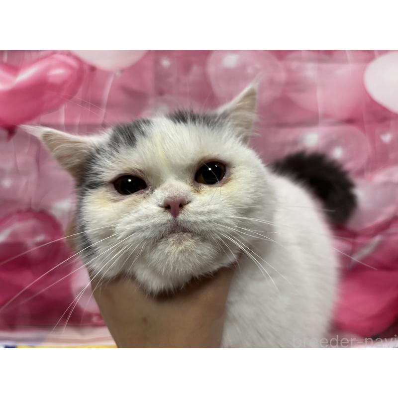 販売中の大阪府のミヌエット-118234の3枚目