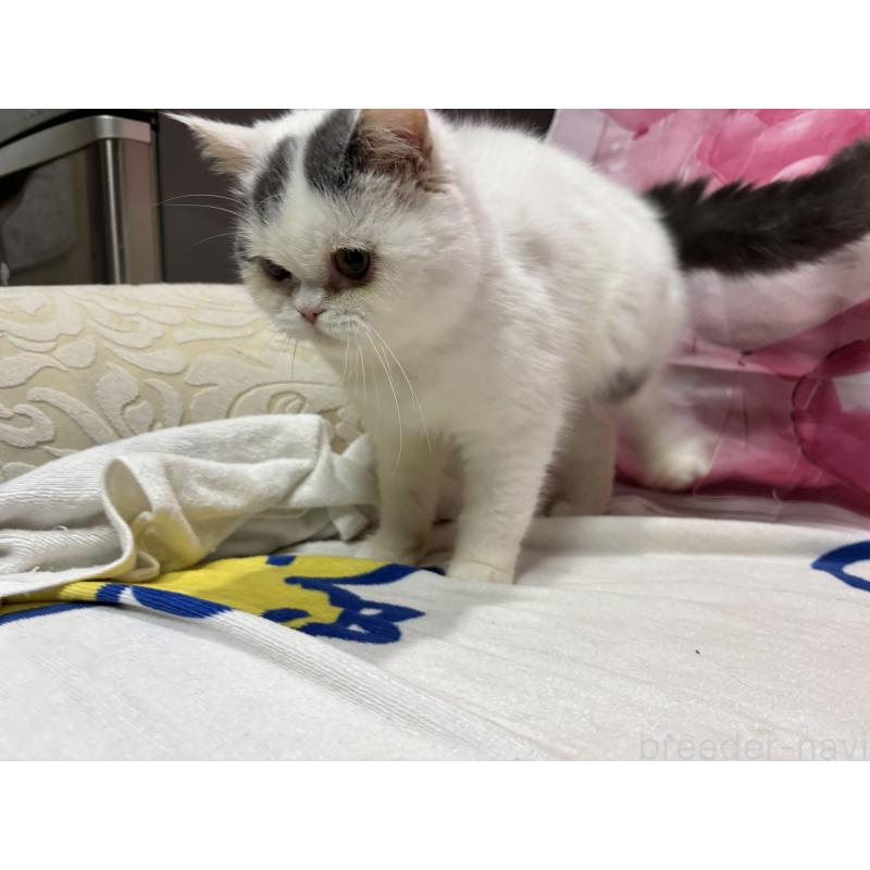 販売中の大阪府のミヌエット-118234の2枚目