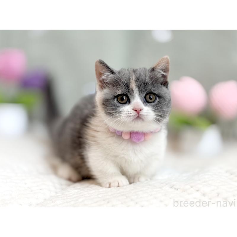 成約済の東京都のマンチカン(短足)-133690の2枚目