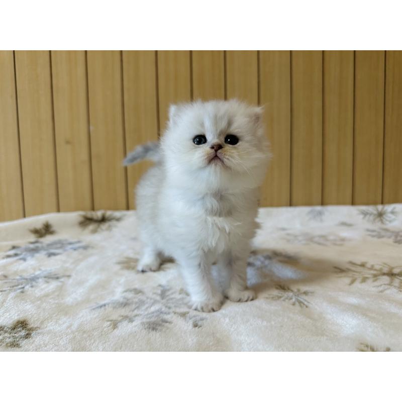 販売中の千葉県のミヌエット-133773の14枚目