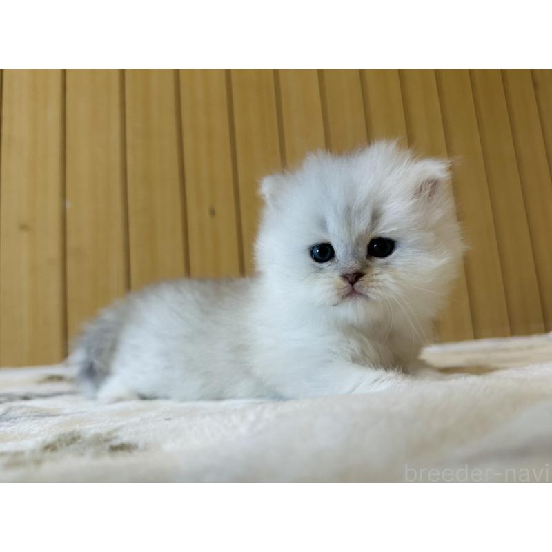 販売中の千葉県のミヌエット-133773の12枚目