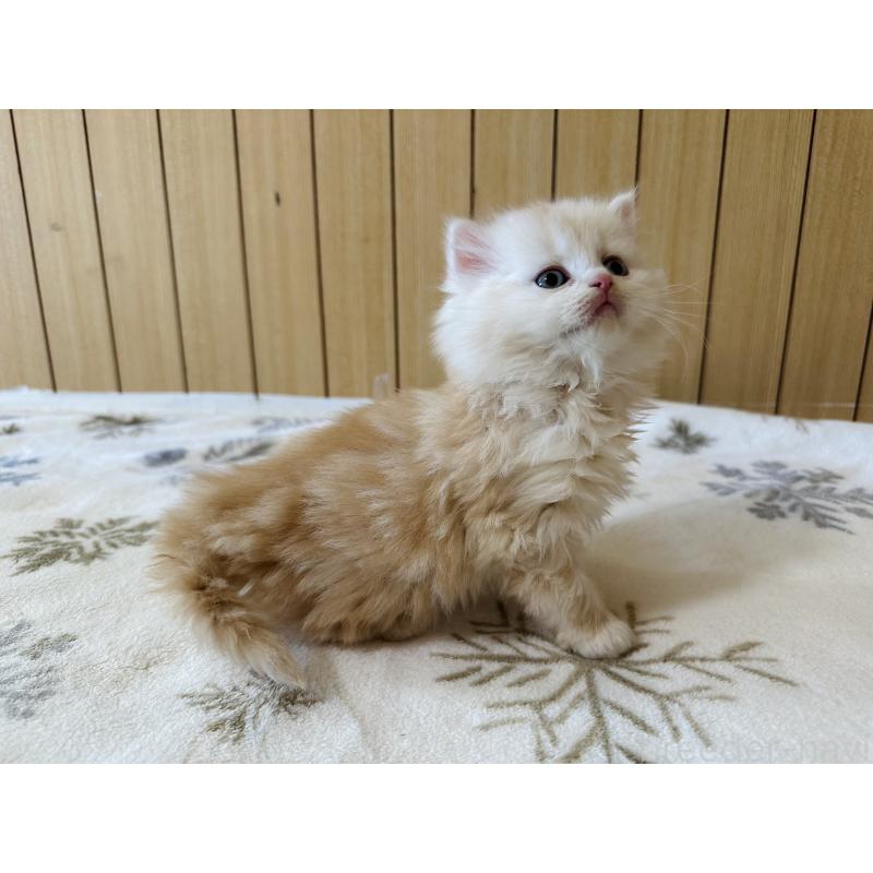 販売中の千葉県のマンチカン-133774の11枚目