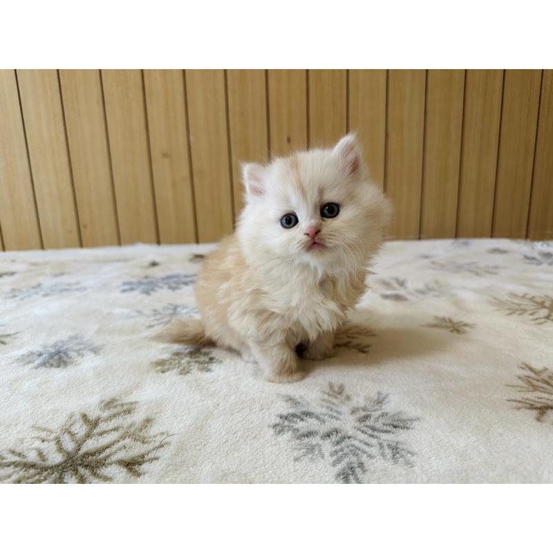 販売中の千葉県のマンチカン-133774の10枚目