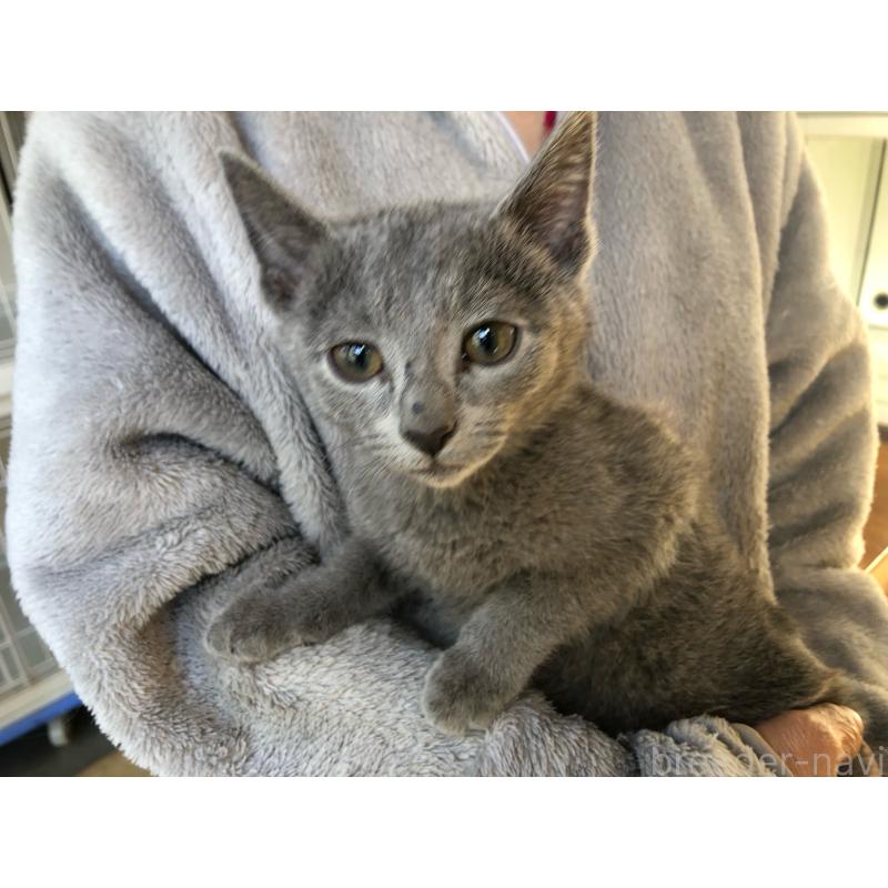 商談中の神奈川県のロシアンブルー-134331の2枚目