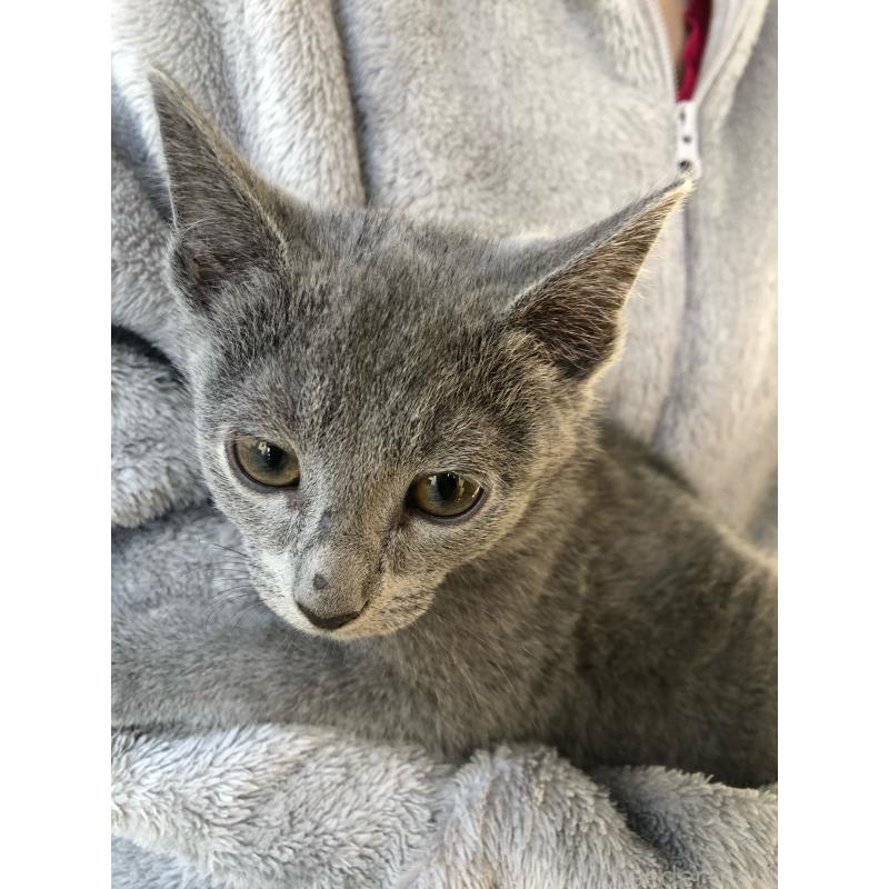 成約済の神奈川県のロシアンブルー-134304の2枚目