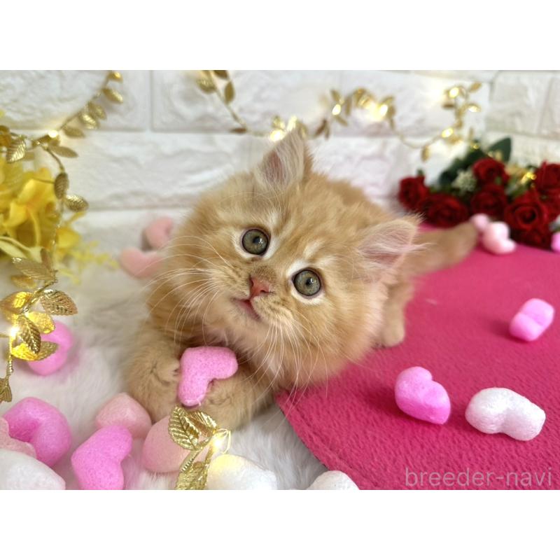 販売中の埼玉県のミヌエット-133315の6枚目