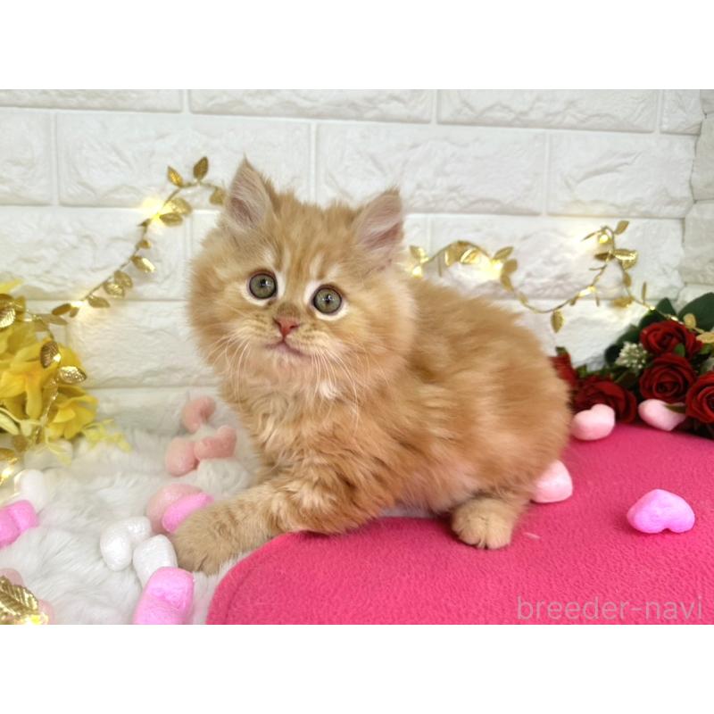 販売中の埼玉県のミヌエット-133315の5枚目