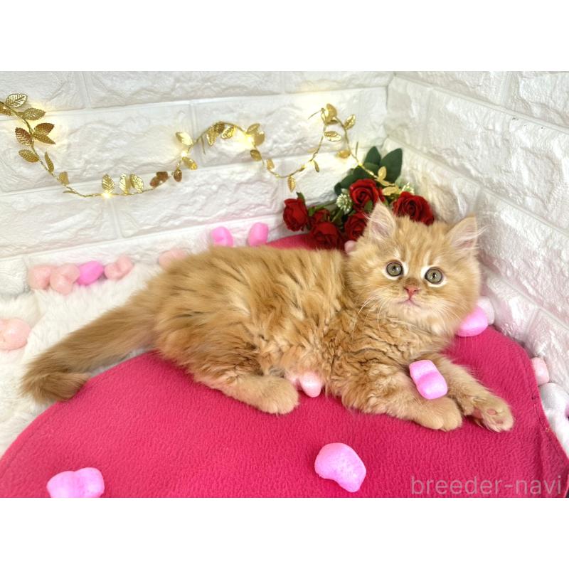 販売中の埼玉県のミヌエット-133315の4枚目