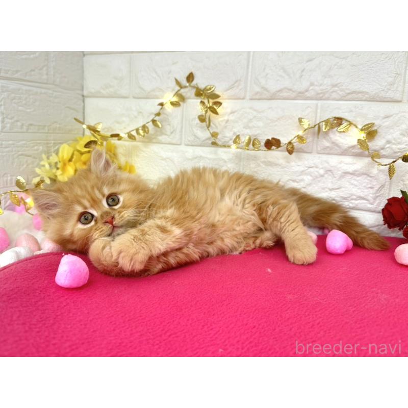 販売中の埼玉県のミヌエット-133315の3枚目