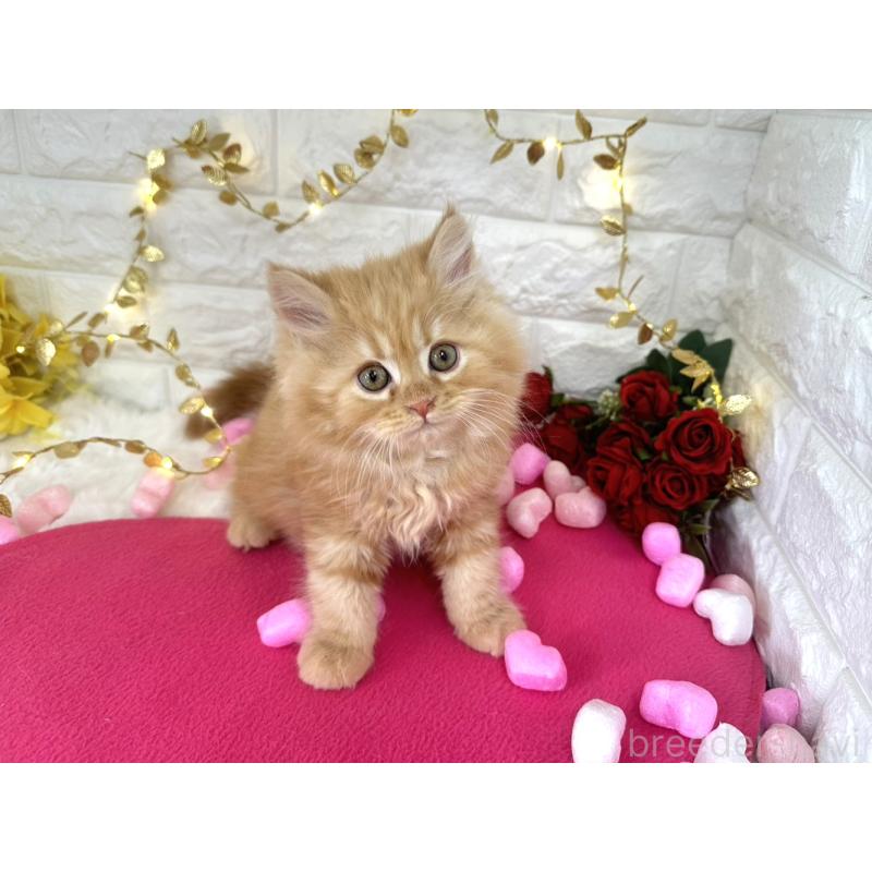 販売中の埼玉県のミヌエット-133315の2枚目