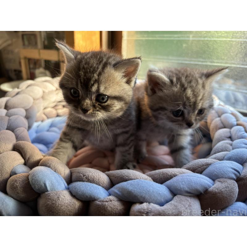 販売中の千葉県のスコティッシュフォールド-134881の11枚目