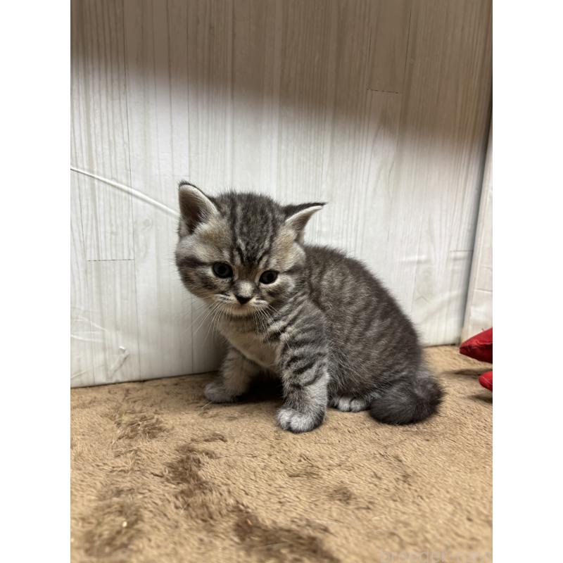 販売中の千葉県のスコティッシュフォールド-134881の10枚目