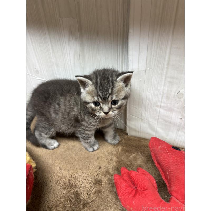 販売中の千葉県のスコティッシュフォールド-134881の9枚目