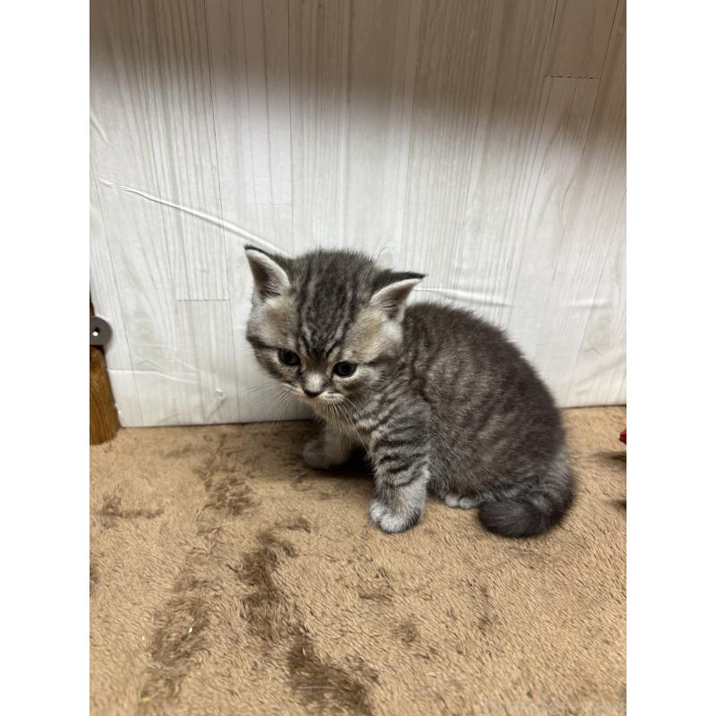 販売中の千葉県のスコティッシュフォールド-134881の8枚目