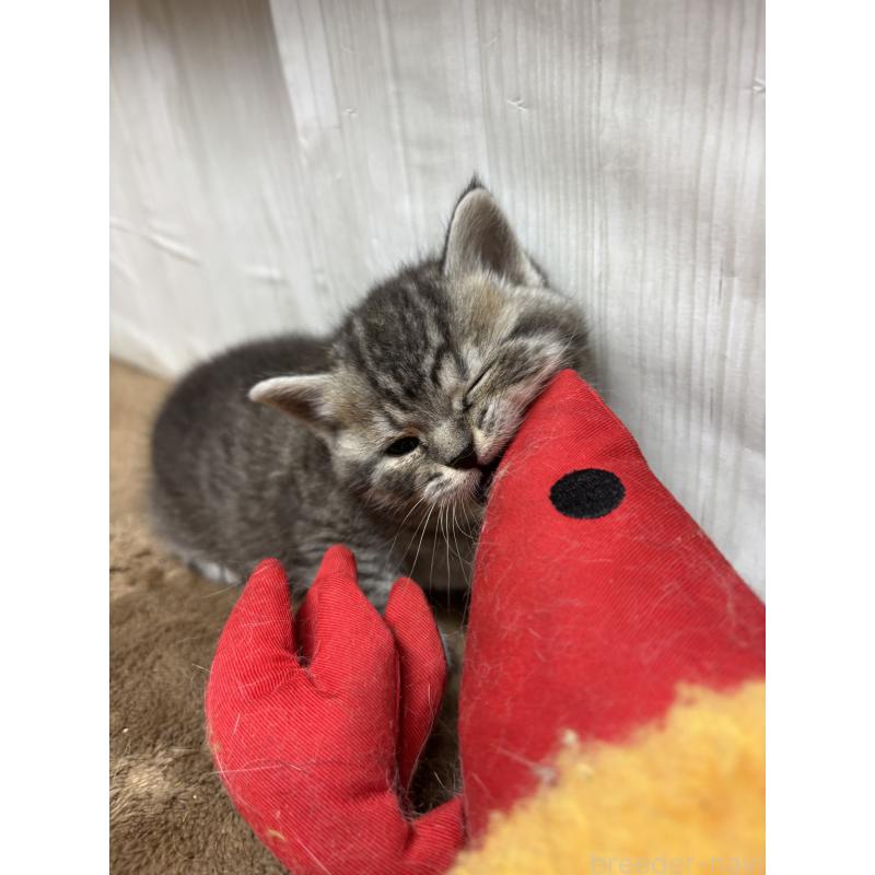 販売中の千葉県のスコティッシュフォールド-134881の6枚目