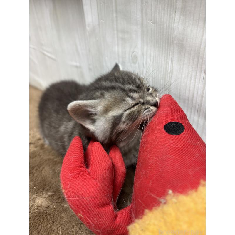 販売中の千葉県のスコティッシュフォールド-134881の5枚目