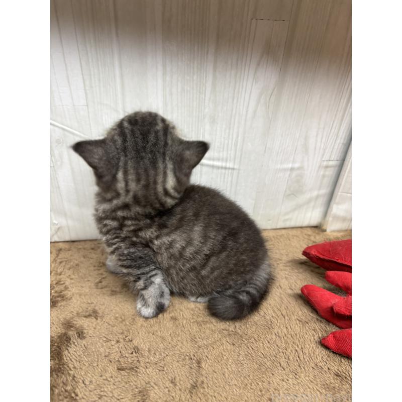 販売中の千葉県のスコティッシュフォールド-134881の4枚目