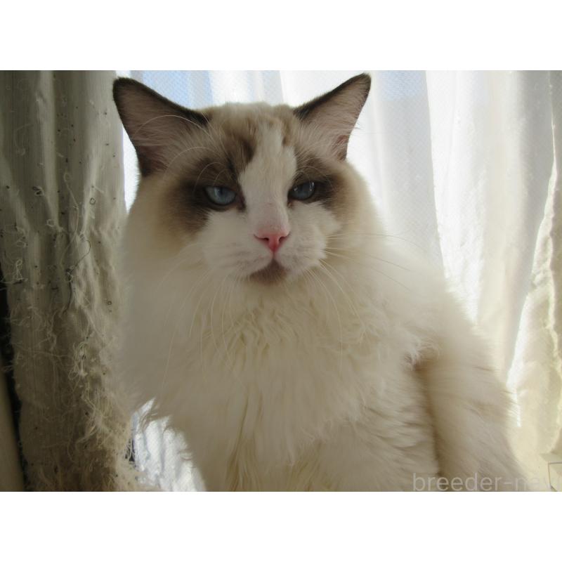 販売中の大分県のラグドール-121137の11枚目