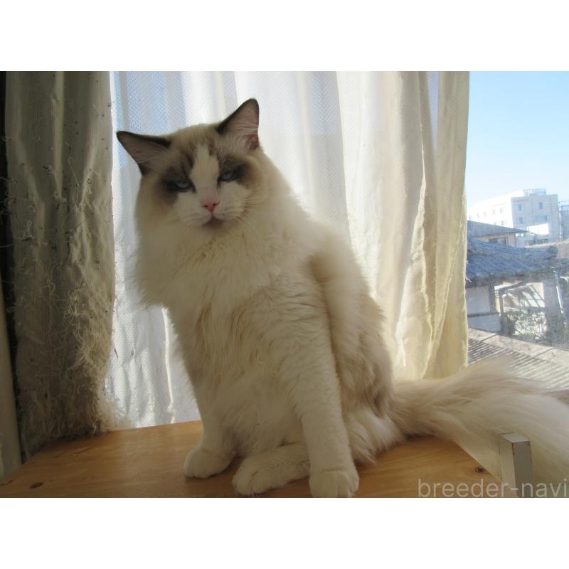 販売中の大分県のラグドール-121137の10枚目