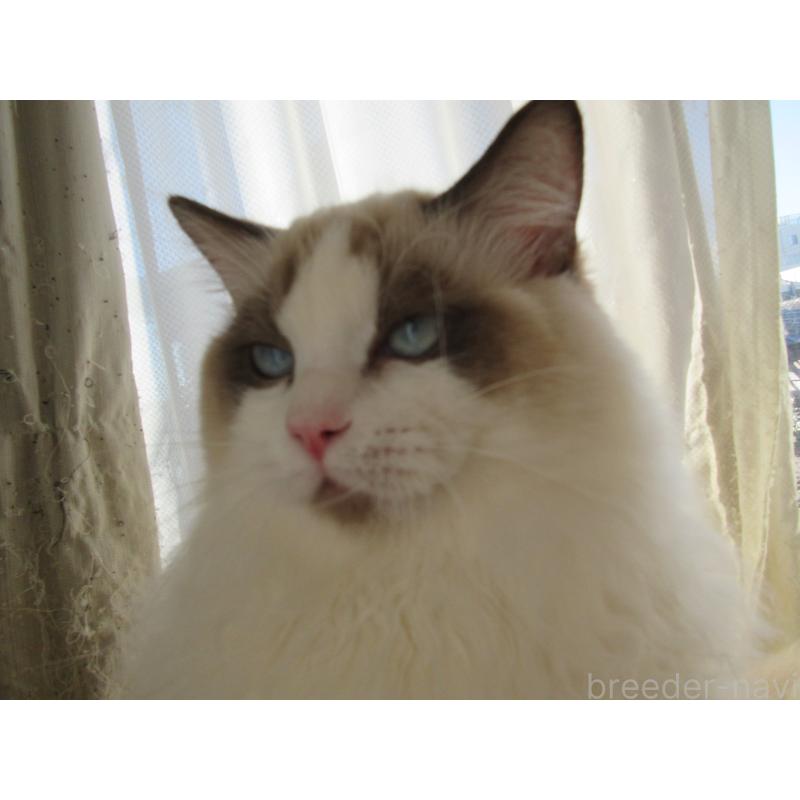 販売中の大分県のラグドール-121137の8枚目