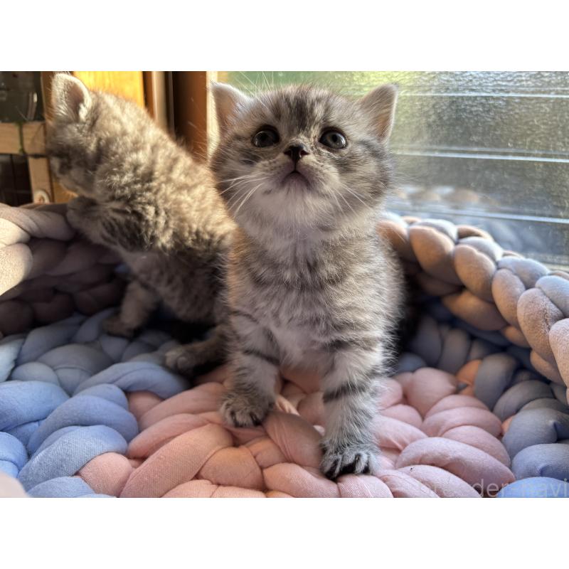 販売中の千葉県のスコティッシュフォールド-134882の11枚目