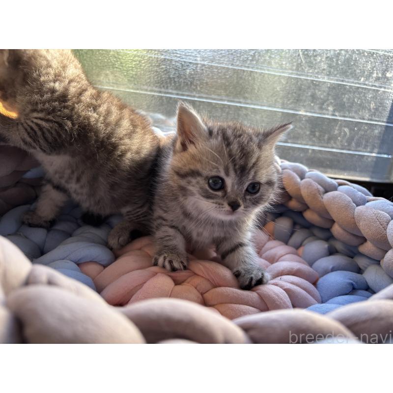 販売中の千葉県のスコティッシュフォールド-134882の10枚目