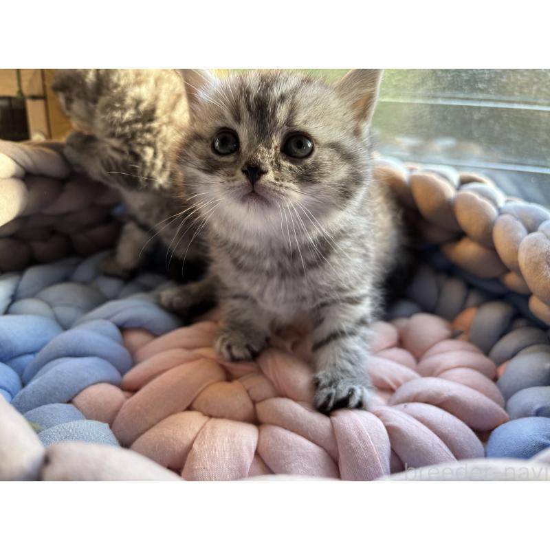 販売中の千葉県のスコティッシュフォールド-134882の9枚目