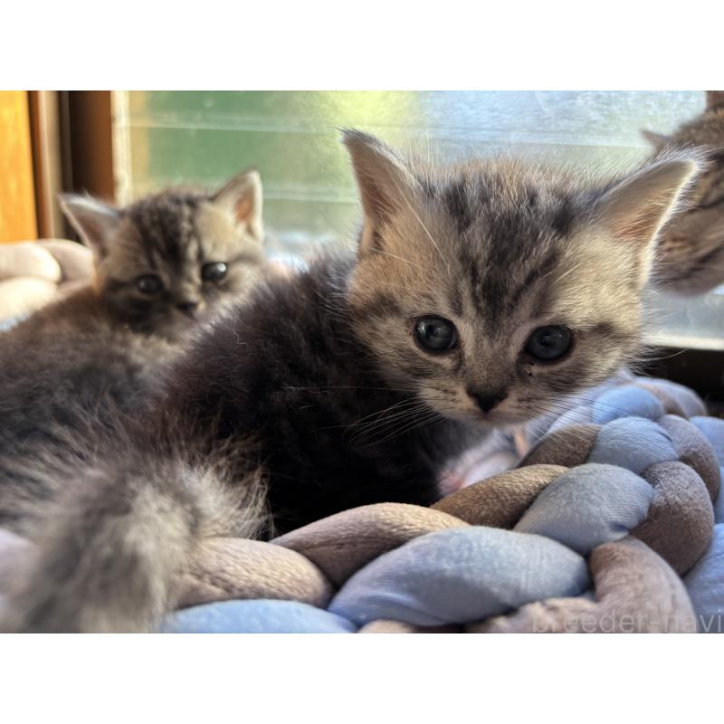 販売中の千葉県のスコティッシュフォールド-134882の8枚目