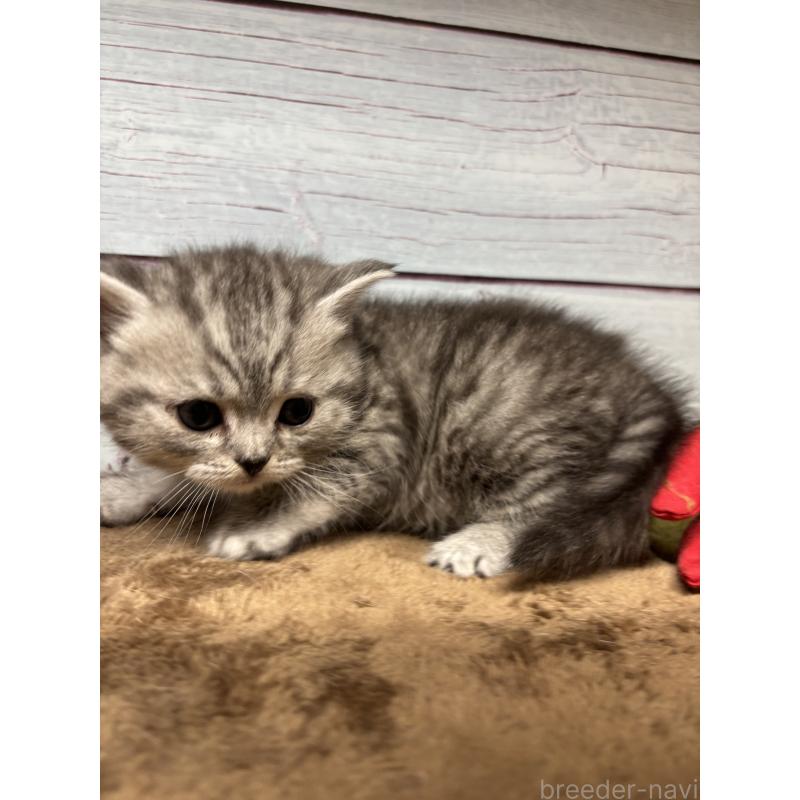 販売中の千葉県のスコティッシュフォールド-134882の6枚目