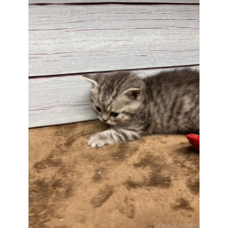 販売中の千葉県のスコティッシュフォールド-134882の5枚目