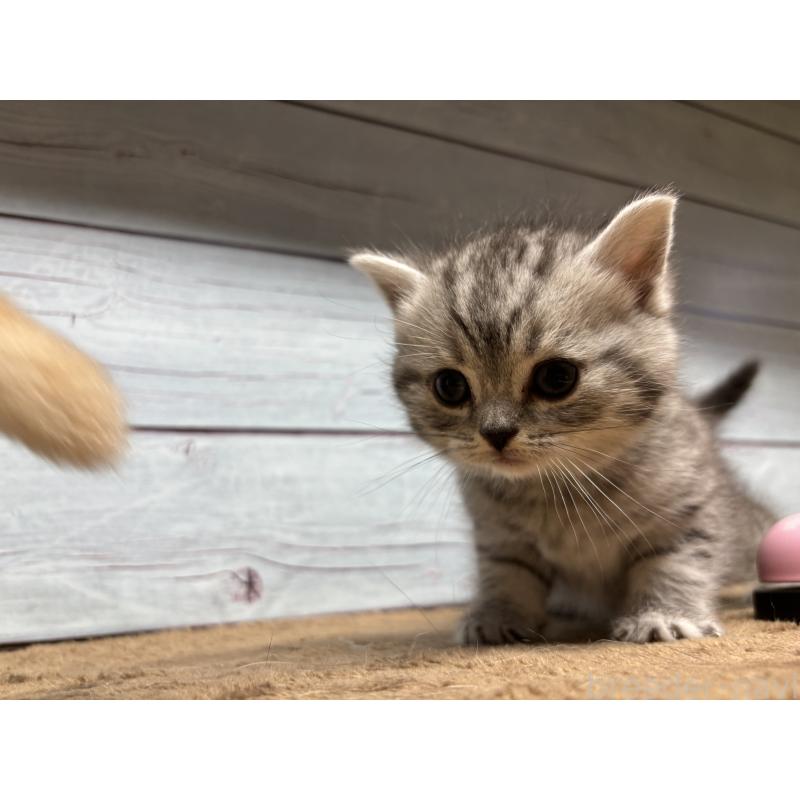 販売中の千葉県のスコティッシュフォールド-134882の3枚目