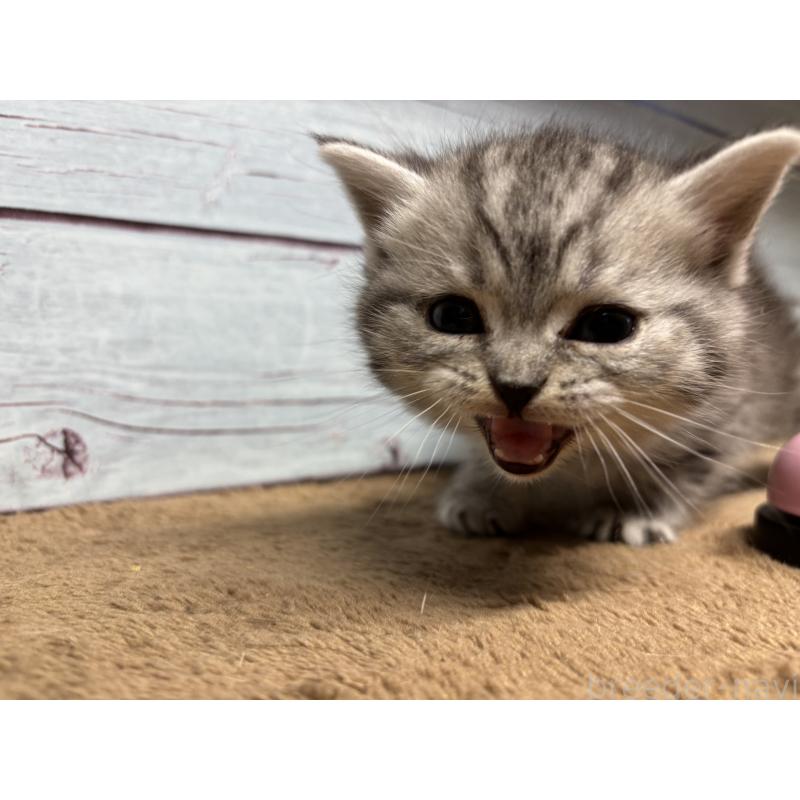 販売中の千葉県のスコティッシュフォールド-134882の2枚目