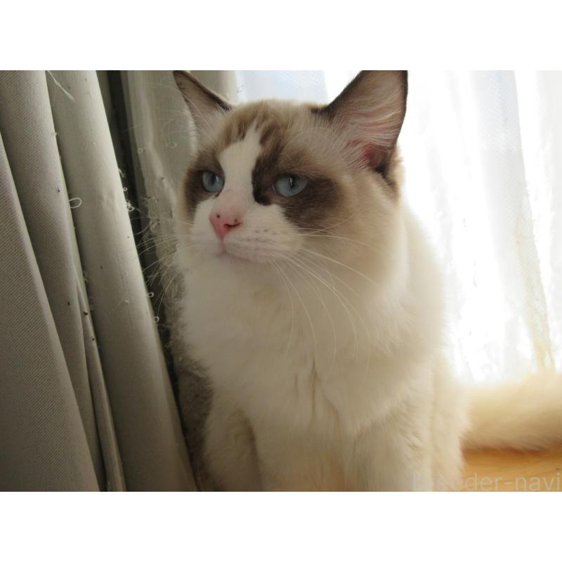 販売中の大分県のラグドール-121230の12枚目