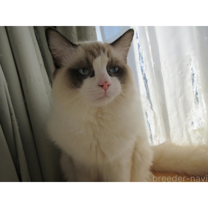 販売中の大分県のラグドール-121230の11枚目