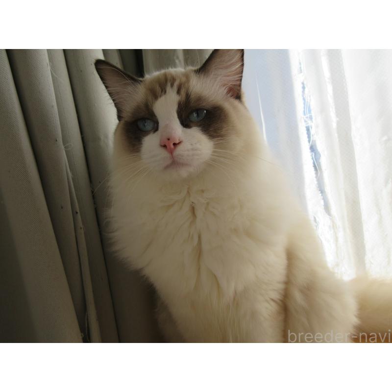 販売中の大分県のラグドール-121230の10枚目