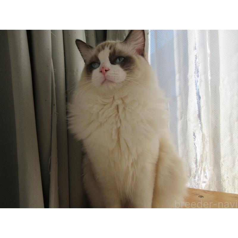 販売中の大分県のラグドール-121230の8枚目