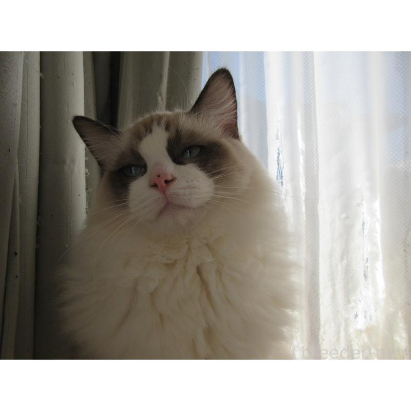 販売中の大分県のラグドール-121230の7枚目