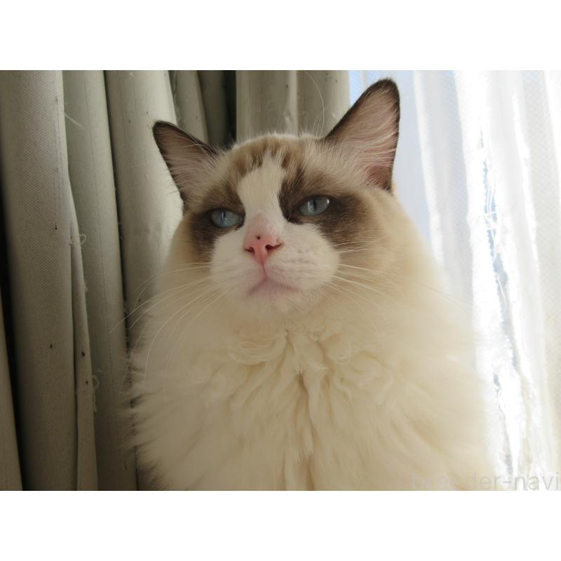 販売中の大分県のラグドール-121230の6枚目