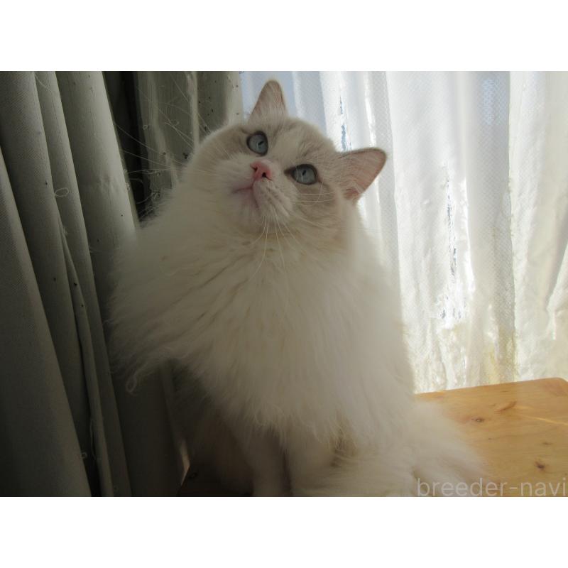 販売中の大分県のラグドール-112407の11枚目