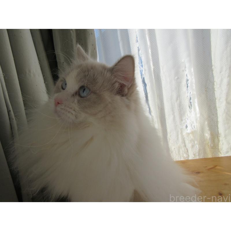 販売中の大分県のラグドール-112407の10枚目