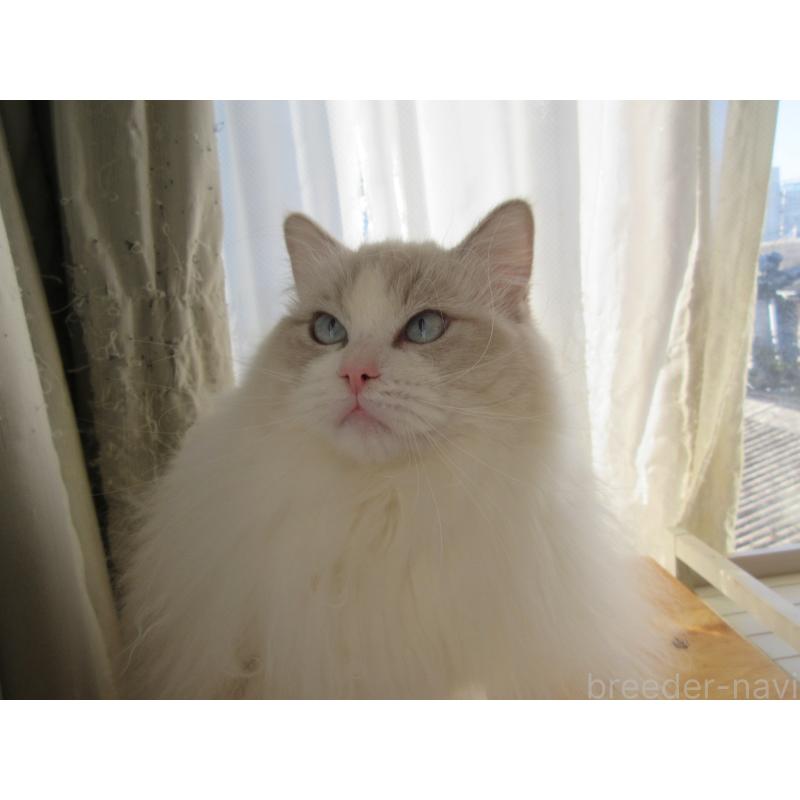 販売中の大分県のラグドール-112407の9枚目