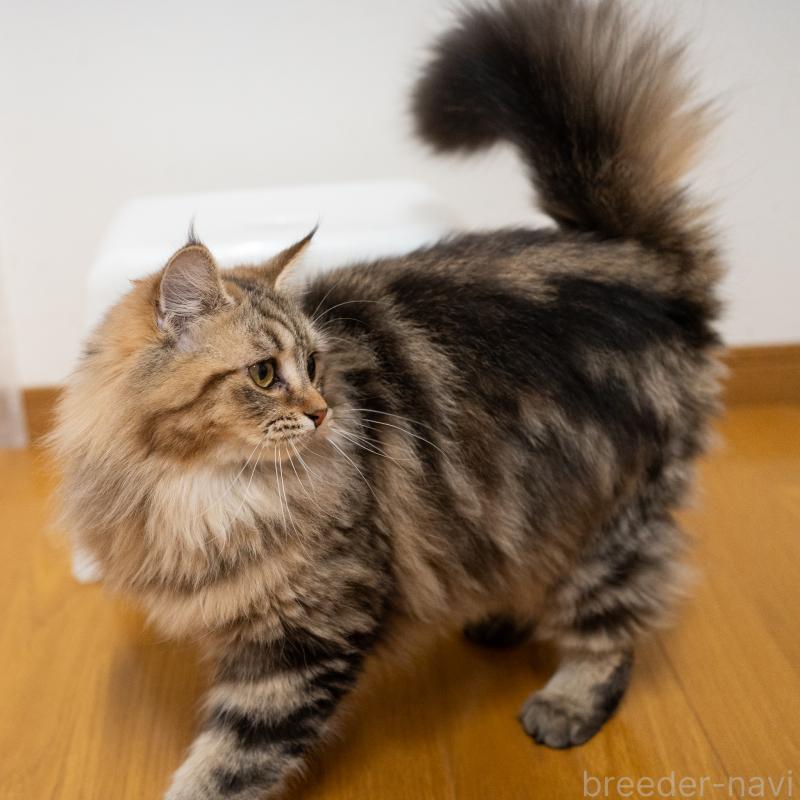 成約済の大阪府のサイベリアン-123559の10枚目