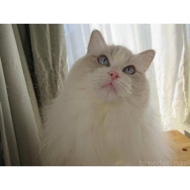 販売中の大分県のラグドール-112407の8枚目