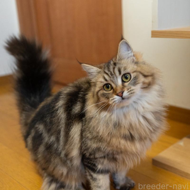 成約済の大阪府のサイベリアン-123559の9枚目