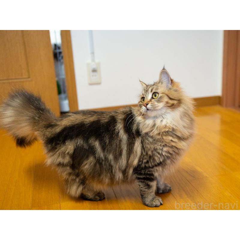 成約済の大阪府のサイベリアン-123559の8枚目