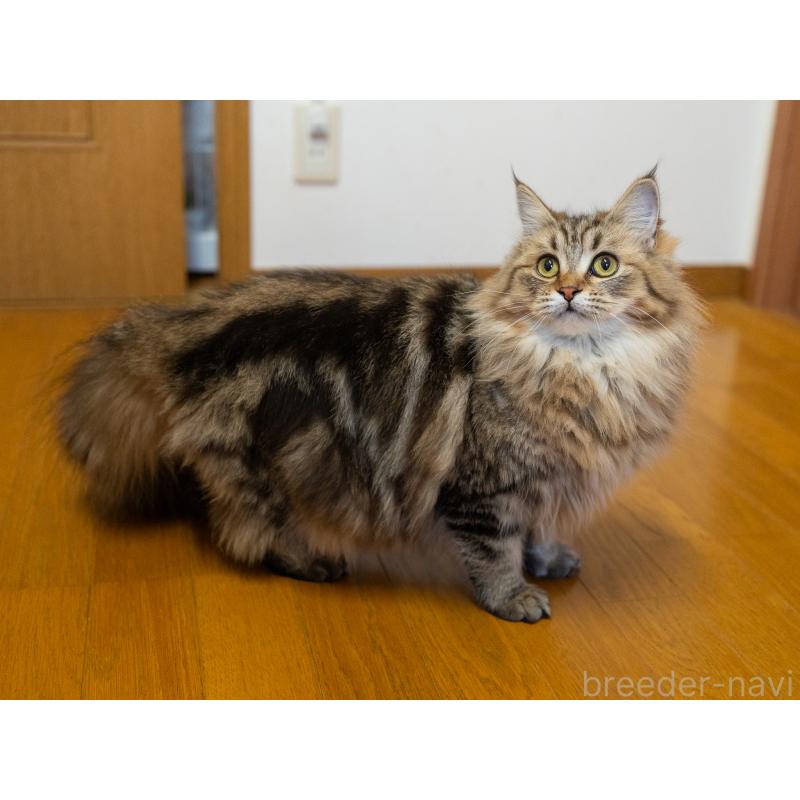 成約済の大阪府のサイベリアン-123559の7枚目